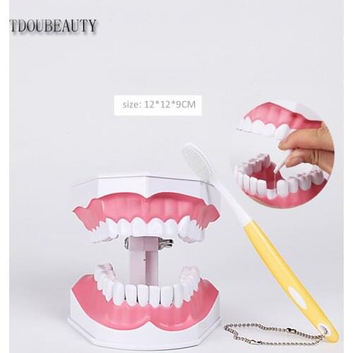 TDOUBEAUTY Adult Dental Teeth Model and Toothbrush with Removable High-Grade Teeth Teaching Model free shipping