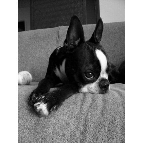 DIY embroidery, 5D,diy diamond painting,Boston Terrier cross stitch, 3D, diamond mosai Pet dog Family decorative painting