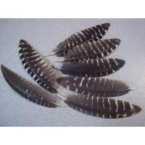Plume !10Pcs/Lot! 6-10cm Natural Wild Turkey Small Quill Feathers for Jewelry Christmas Holiday Decoration Optional Plumas DIY