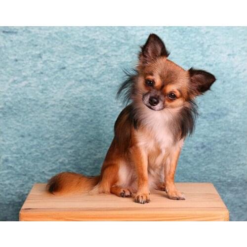 Full Square 5D DIY Diamond Painting Little Cute Chihuahua dog Rhinestone Embroidery beads Cross Stitch Mosaic mazayka C663