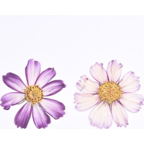 Cosmos Gesang flower dried flower embossing Valentines Day handmade gift diy drip plastic phone case material 5pcs/bag