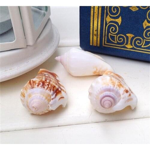 HappyKiss 10pcs Strombus Conch Shell Sea Shells Seashells Crafts Fish Tank Aquarium Ornament Nautical Decor 3-5cm