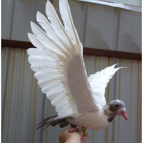 New creative simulation gray tail dove model foam&furs wings dove doll gift about 50x30cm 2213