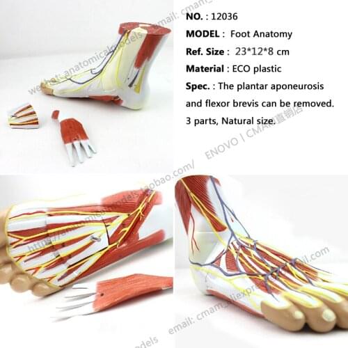 CMAM/12036 Foot Anatomy, Plastic Human Body Muscle Teaching Anatomical Model