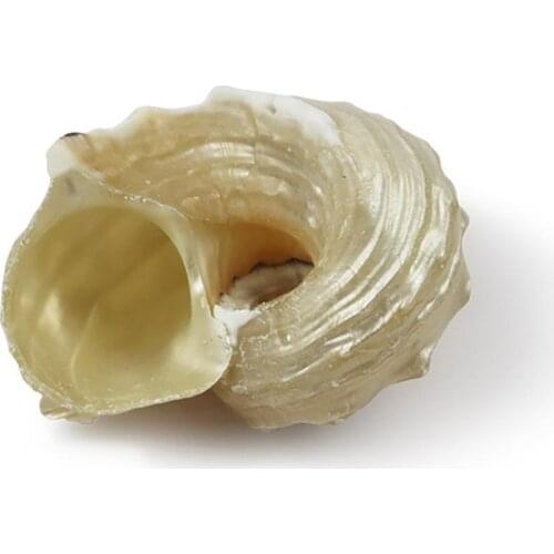 Natural Conch Shell Silver Mouth Hermit Crab Replacement Shell Specimen Collection Fish Landscape Tank R7M8