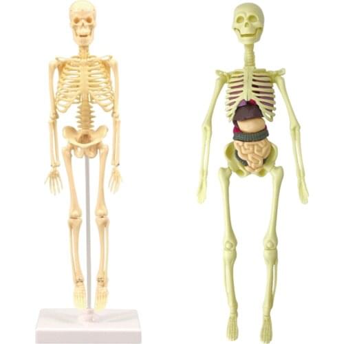 Model Realistic Body Anatomy for Learning Science Teaching