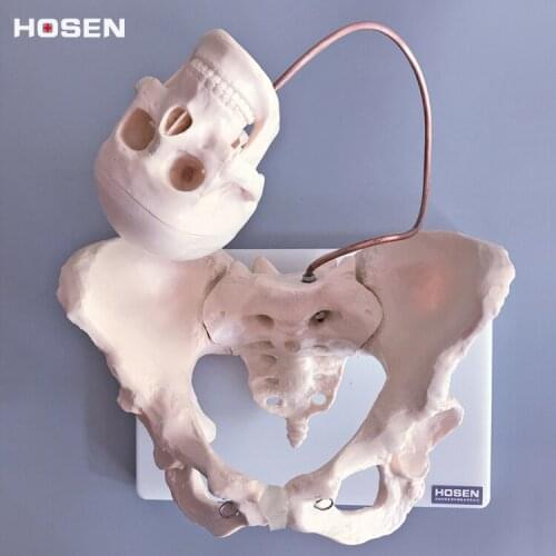 Pelvic structure model with fetal skull pelvis lettuce model with baby head