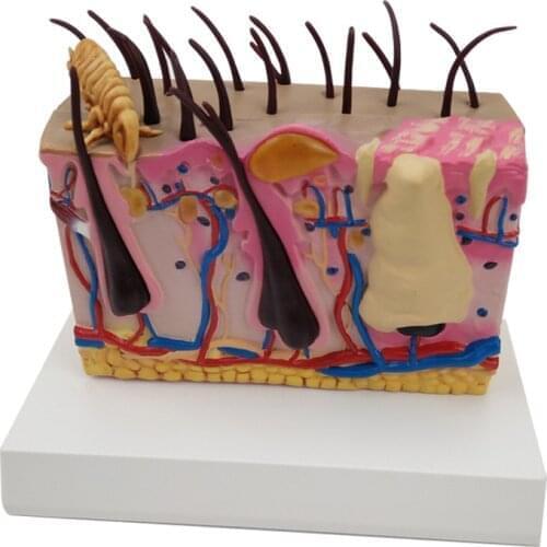 Skin structure Soft and realistic dog skin model Skin and hair dog body organ anatomical model medical teaching mode