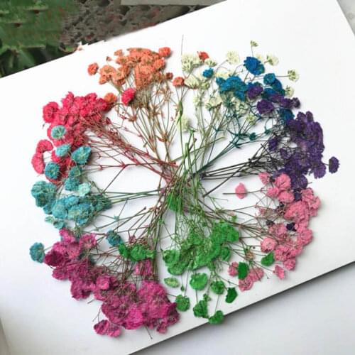 60pcs Pressed Dried Dyed Gypsophila Flowers Plant Herbarium For Jewelry Postcard Invitation Card Phone Case Bookmark Craft DIY