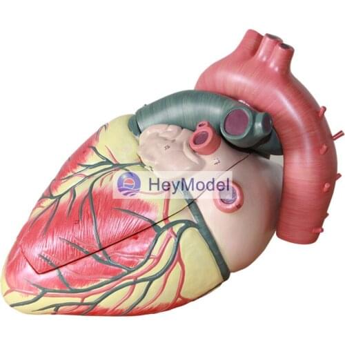 HeyModel Enlarged anatomic model of medical human heart with the number size 1: 5