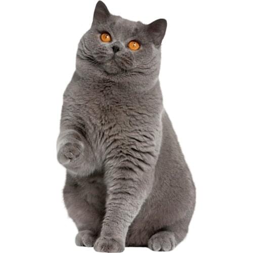 Three Ratels grey british shorthair cat wall stickers home decoration living room children bedroom DIY car sticker