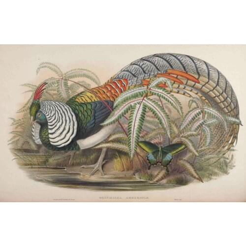 Pastoral animal wild birds colorful feathers scenery oil painting canvas printings printed on canvas wall art decoration picture