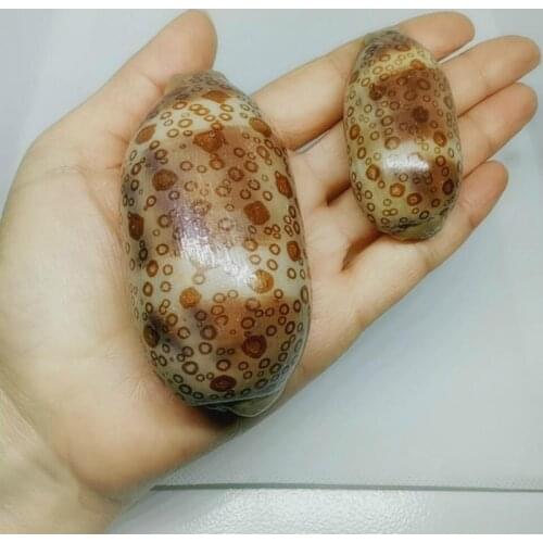 Natural conch shells rare specimen philippines nautical home decor shell decoration wall sticker shell shell gift