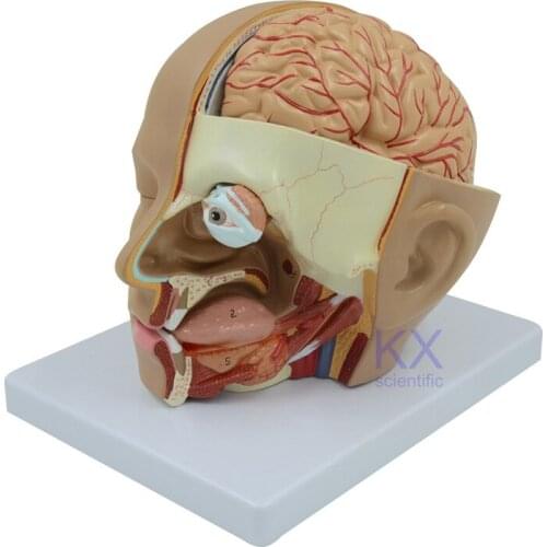 Head Anatomy 4 Parts Brain Model Human Head Tissue Teaching Eyeball Medical
