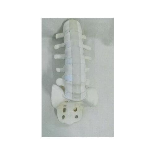 Caudal vertebra surgery models Orthopedic simulation exercise model teaching of medical