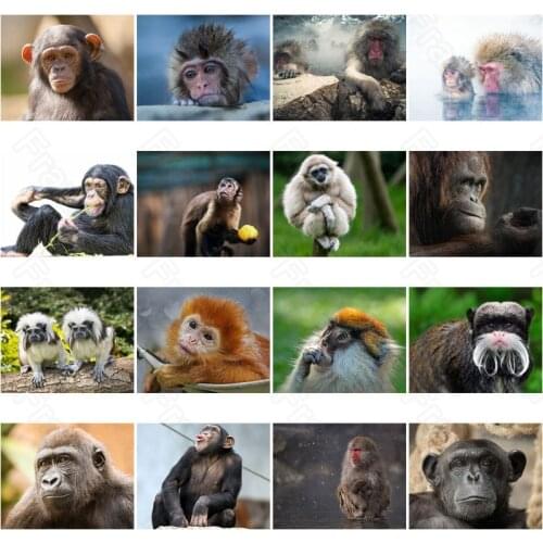 Diy Diamond Painting Monkey Animal Square Diamond Round Diamond Decoration Customizable Wall Art Decoration Frameless Style