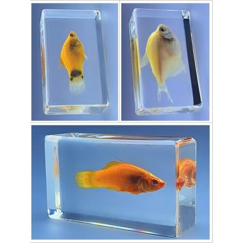 Precious marine animal real fish resin specimens tropical fish freshwater fish early childhood creative amber collection