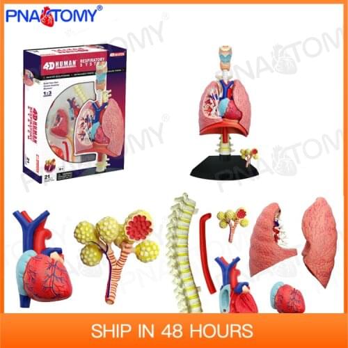 4D MASTER 26082 Human Respiratory System Lungs Throat Heart Anatomy Model Educational Equipment Medical Tool Detachable Toy