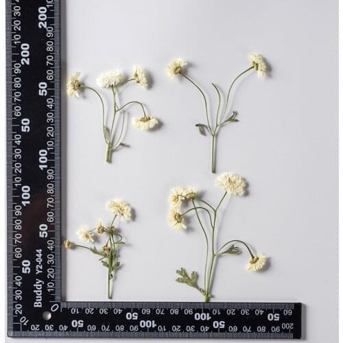 60pcs Pressed Dried Chamomilla Flower With Stem Herbarium Epoxy Jewelry Bookmark Phone Case Makeup Nail Art Craft DIY