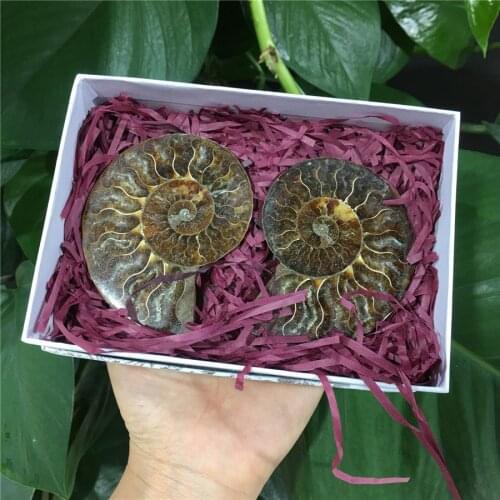 1box2pcs Madagascar Fossils Iridescent Ammonite Natural Stones and Minerals Specimen