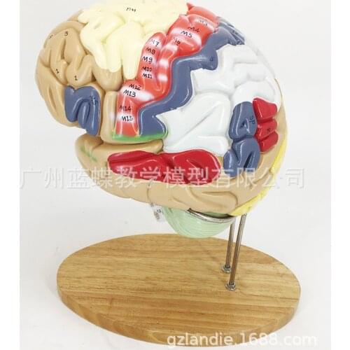 2 Times Magnification 4 Part Human Brain Digital Indicator Logo Brain Nerve Anatomical Model Medical Supplies