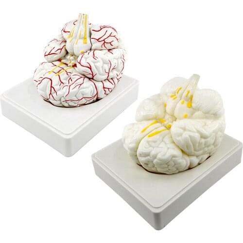 Model Anatomically Accurate Brain Model Life Size Anatomy School Educational Tool