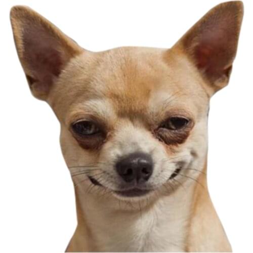 Creative Chihuahua Car Sticker Accessories Motorcycle Waterproof Car Window Decal PVC 13cm X 12cm