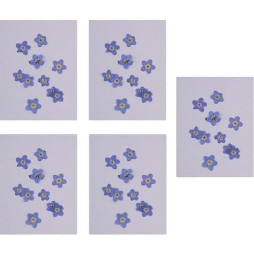 50pcs Forget-Me-Not Real Dried Flower for Resin Casting Nail Art Decoration