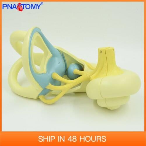 18 times Enlarged Acustic Labyrinth Model Inner Ear Anatomical Sense Organs Detachable Medical Teaching Tool Hospital Use