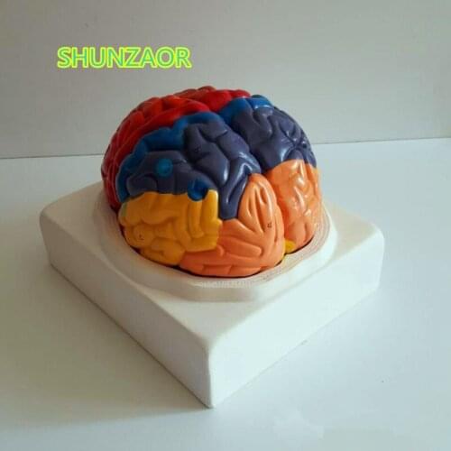 PVC Brain model, brain function area model, human brain anatomical model medical school