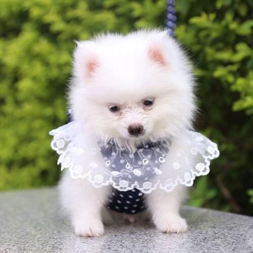 Dog Leash Bow Bow Chest Strap Breathable Pet Leash Japanese Style Leashes Dog Collar Cute Dogs Cats Knot Bow Vest Pet Supplies