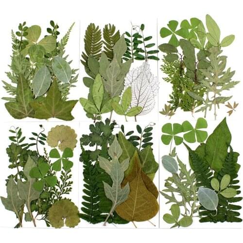 1 Pack Natural Real Dried Leaf Plant For Aromatherapy Candle UV Epoxy Resin Pendant Necklace Jewelry Making Craft XY-18