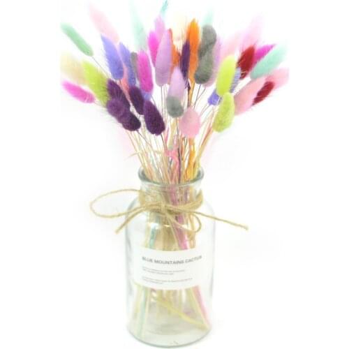 50pcs Lagurus ovatus rabbit tail grass natural dried pampas flowers wedding flowers bouquets white pink color for home decor