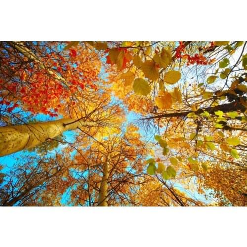 T-2789 Maple Tree pvc printing film function as ceiling tiles for ceiling decoration