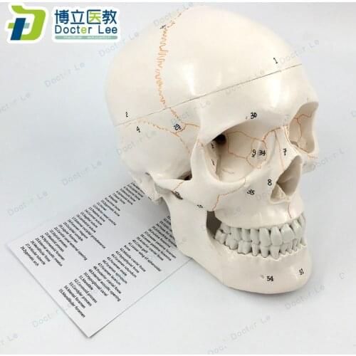 3 Parts Life Size Human Skeleton Skull Anatomical Model with Numbers for Medical Teaching and Learning