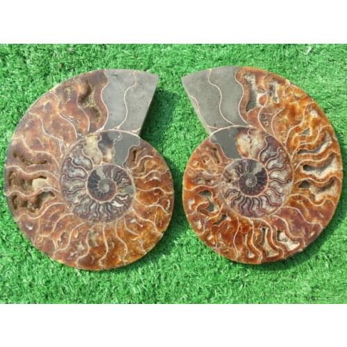 2540g(5.58 lb)1 Pair Half Cut Ammonite Shell Fossil Specimen Madagascar