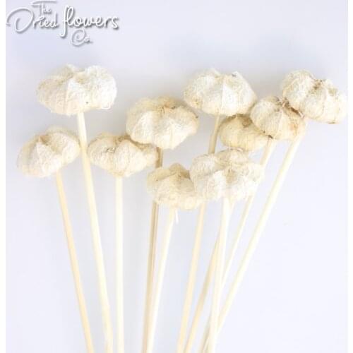 10pcs Natural Dried Paras On Coco Stem Blue Red Yellow Purple Home Decor/Weddings Head Preserved Natural Plant Dry Plant