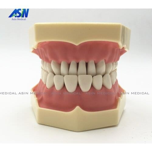 Good quality Dental Soft Gum Teeth Model with tougneTypodont w/ 32 Removable Teeth NISSIN 200 Compatible