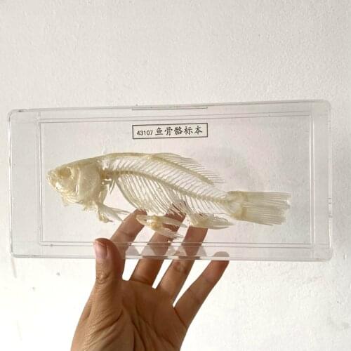 1pcs BOX Taxidermy fish skull specimen real bone Collection school teaching support study