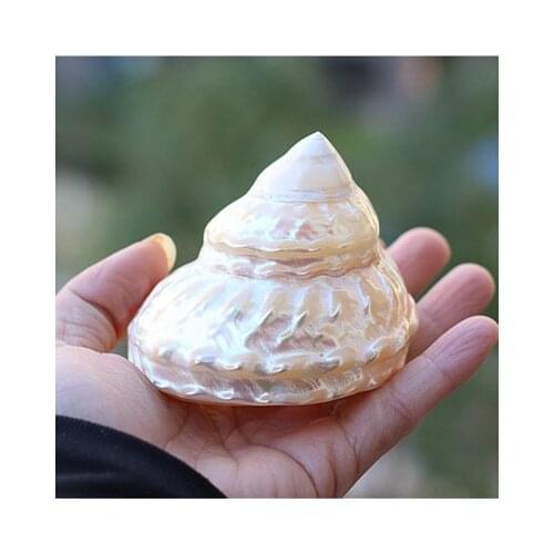 Natural Seashells Conchs Turban Snail Hermit Crab Home decoration Fish Tank Landscaping Photography Props