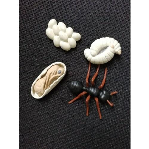 Pvc figure Genuine simulation model toy ant life cycle set