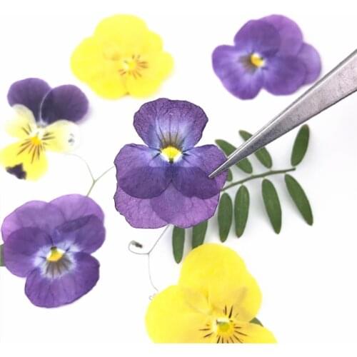 24pcs,Natural Pressed Horned violets,Eternal Dried Flowers DIY Flora Stickers Craft Bookmark Gift Nail Art Facial decoration