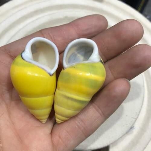 Spiro about left rare yellow yellow spiro natural shell conch