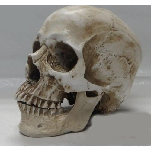 High quality 1:1 human skull model resin skeleton model painting human skull Art musculoskeletal anatomy art model free shipping