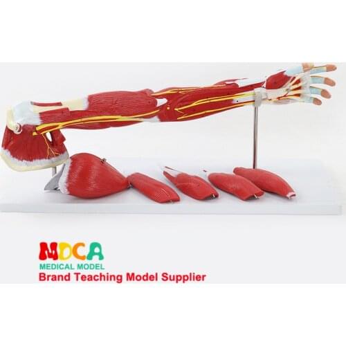 MJRS004 Medical Teaching of Arm Muscle Motion Anatomy Model for Upper Limb Muscle Vascular Nerve Model