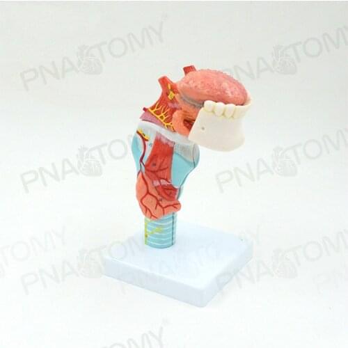 5pc Separable Tongue anatomy model medical organ teaching aids throat Tongue teeth cartilage thyroid Medical demonstration model