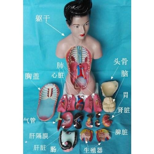 45cm Human Torso Model 19pcs Assembled Medical Model Human Anatomy Body Anatomical Model Kids Assembly Science Educational Toys