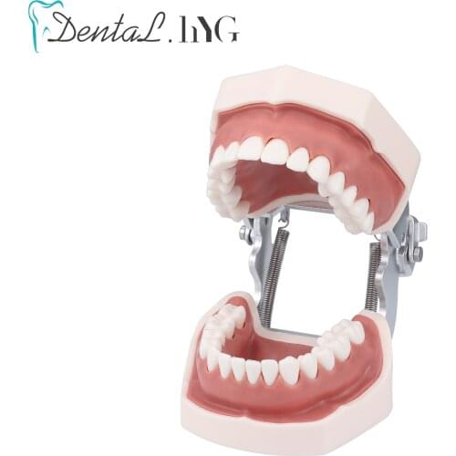 Dental model Teeth model gum teeth Teaching Model Standard Dental Typodont Model Demonstration With Removable Tooth 28Pcs