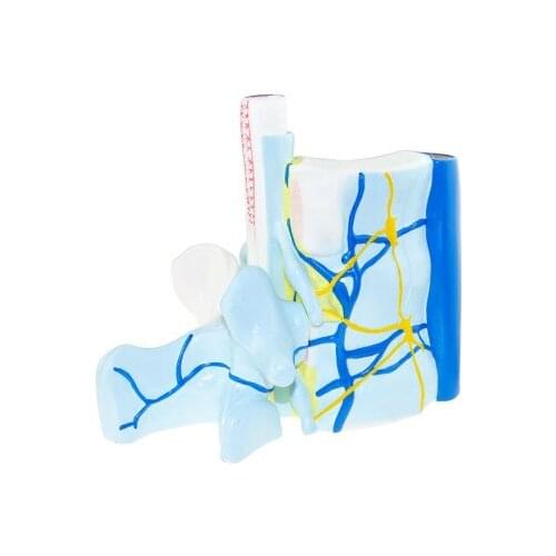 Spine and vertebrae model spinal cord nerve model biology teaching medicine