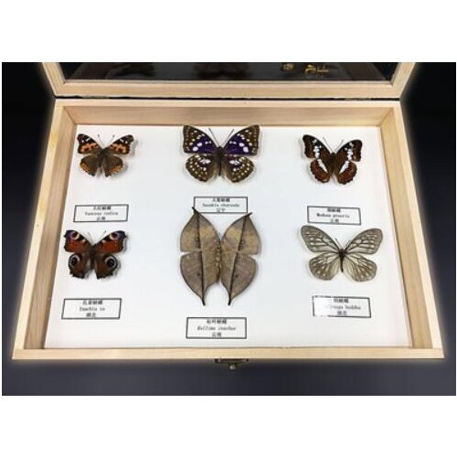 Insect specimens Butterfly specimens Biological science instrument